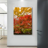 "Autumn Maple" - Lens of Nature