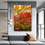 "Autumn Maple" - Lens of Nature