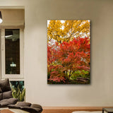 "Autumn Maple" - Lens of Nature