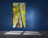 "Tall Wild" - Lens of Nature