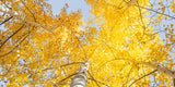 "Aspen Corner" - Limited Edition - HD Metal Print