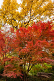 "Autumn Maple" - Lens of Nature