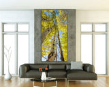 "Tall Wild" - Lens of Nature