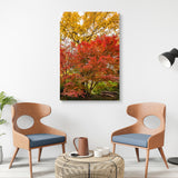 "Autumn Maple" - Lens of Nature