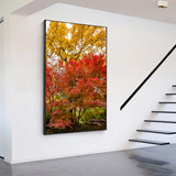"Autumn Maple" - Lens of Nature