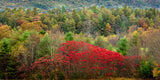"Autumn Row" - Lens of Nature