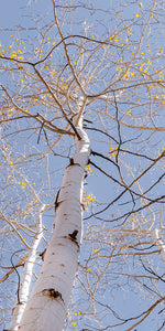 "Birch Sky" - Lens of Nature