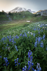 "Wild Flower Trail" - Mount Rainier NP