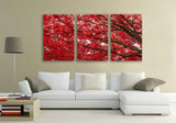 "Japanese Fire Maple" - HD Acrylic Print